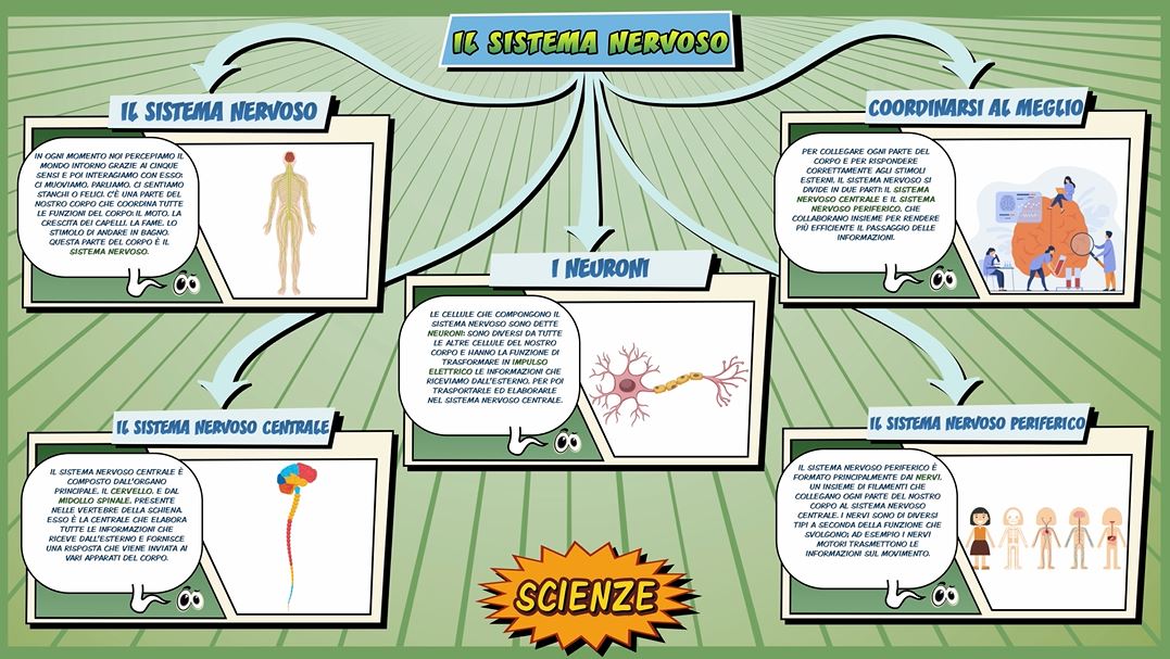 Il sistema nervoso – Scienze per la Primaria – Schooltoon