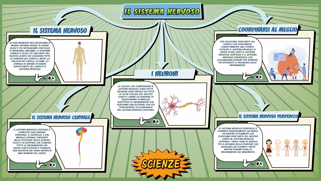 Sistema nervoso Schooltoon Scienze Primaria