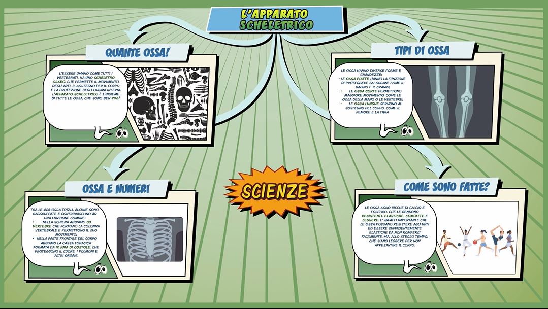 Apparato scheletrico Schooltoon Scienze Primaria